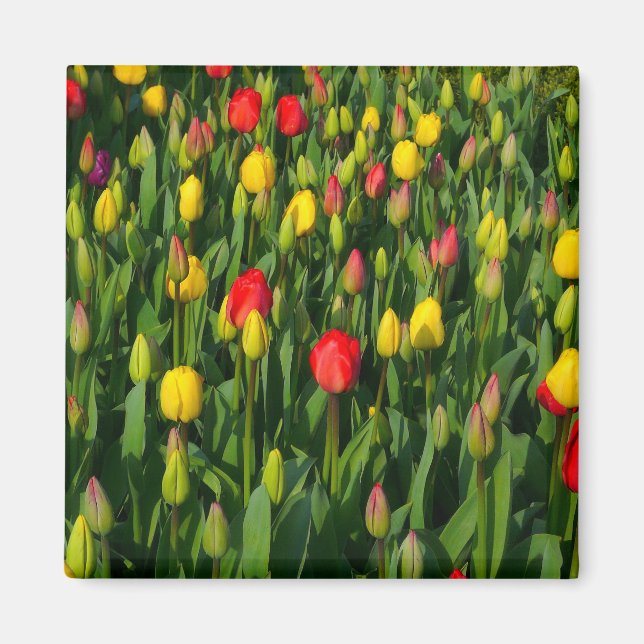 Imã Tulipas Coloridas (Frente)