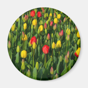 Imã Tulipas coloridas