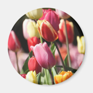 Imã Tulipas coloridas do primavera
