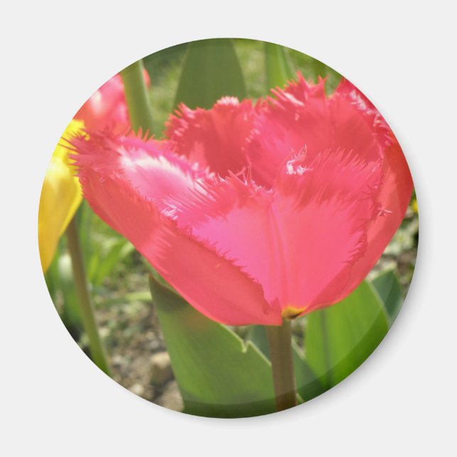 Imã Tulipas com bordas (Frente)