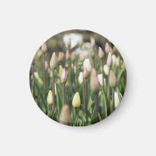 Imã Tulipas começando a florir