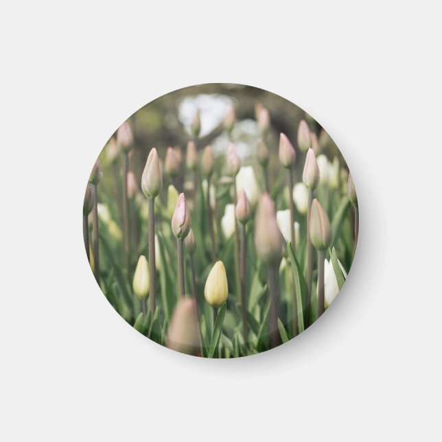 Imã Tulipas começando a florir (Frente)