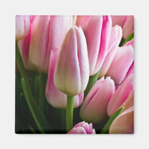 Imã Tulipas cor-de-rosa