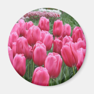 Imã Tulipas cor-de-rosa