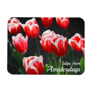 Ímã Tulipas de Amsterdã