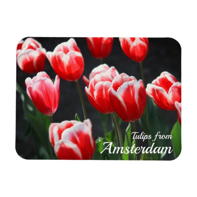 Ímã Tulipas de Amsterdã (Horizontal)