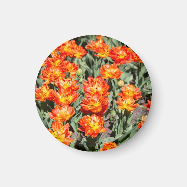 Imã Tulipas de gengibre cor de laranja vermelho-claro (Frente)