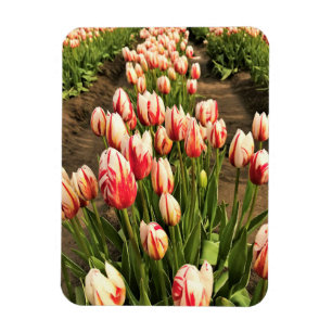 Ímã Tulipas de Geração Feliz