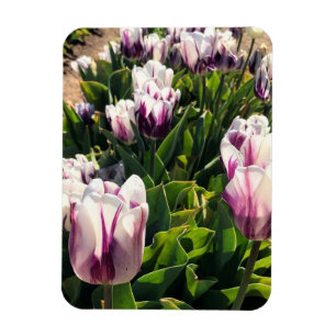 Ímã Tulipas de Stripe Branca e Roxa