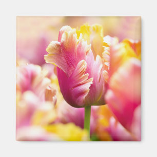 Imã Tulipas do Fim-acima