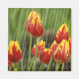 Imã Tulipas do primavera