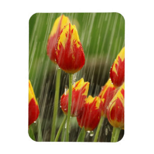 Ímã Tulipas do primavera