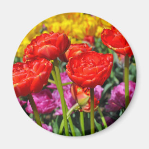 Imã Tulipas dobro vermelhas