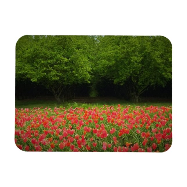 Ímã Tulipas e Árvores (Horizontal)