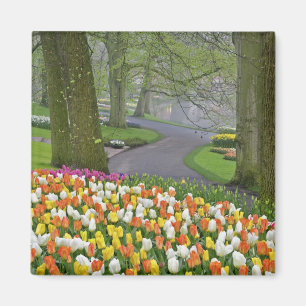 Imã Tulipas e estrada, Jardins Keukenhof, Lisse,