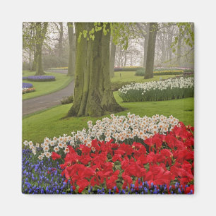 Imã Tulipas e narcisos, Jardins Keukenhof,