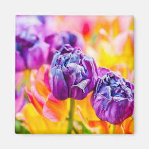 Imã Tulipas Encantando 14