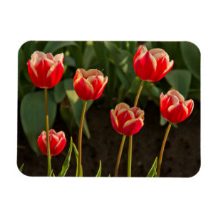 Ímã Tulipas, Festival das Tulipas, Woodburn, Oregon, E