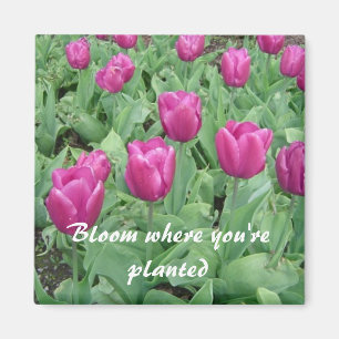 Imã Tulipas - flor onde você é plantado