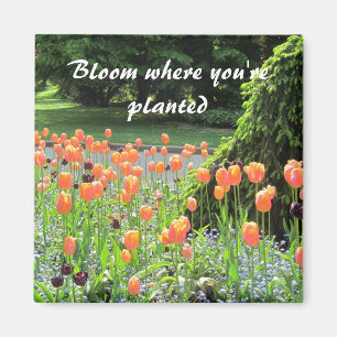 Imã Tulipas - Floresça Onde Você Está Plantado