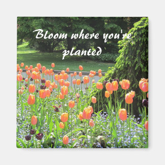 Imã Tulipas - Floresça Onde Você Está Plantado