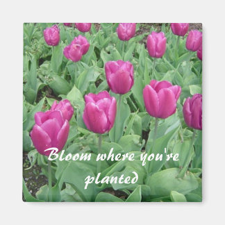 Imã Tulipas - Floresça Onde Você Está Plantado