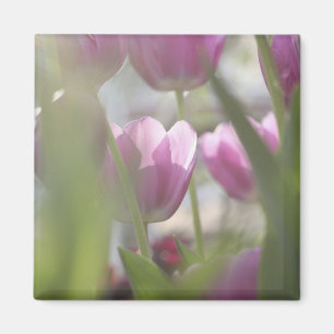 Imã Tulipas, Jardins Keukenhoff, Países Baixos.