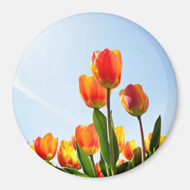 Imã Tulipas laranja e vermelha de baixo (Frente)