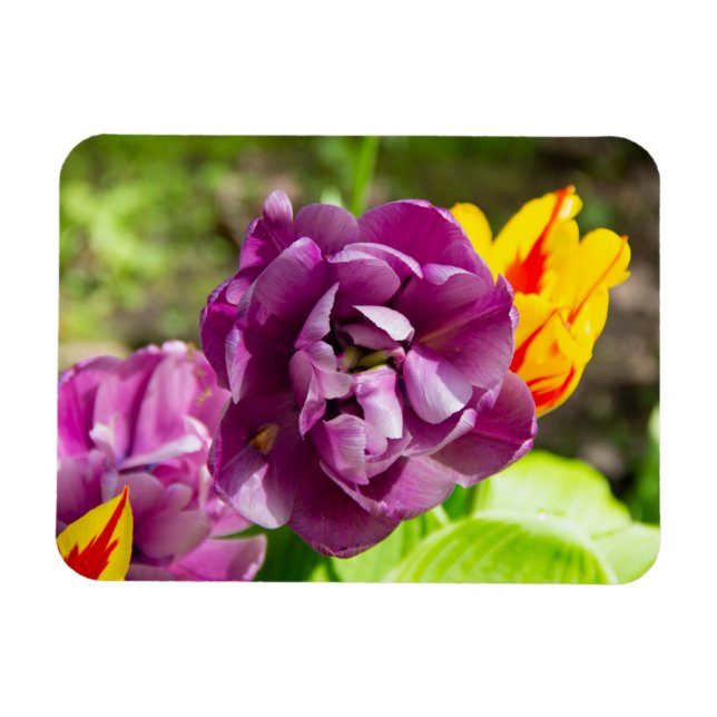 Ímã Tulipas lilás num dia ensolarado (Horizontal)