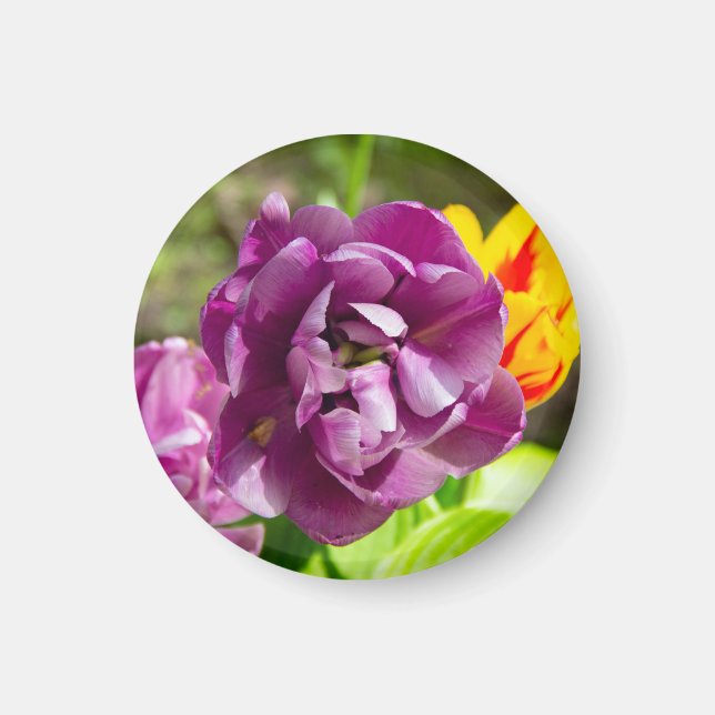 Imã Tulipas lilás num dia ensolarado (Frente)