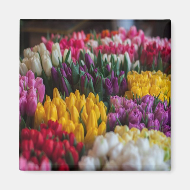 Imã Tulipas Multicoloridas (Frente)