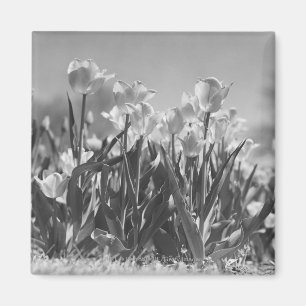 Imã Tulipas na flor
