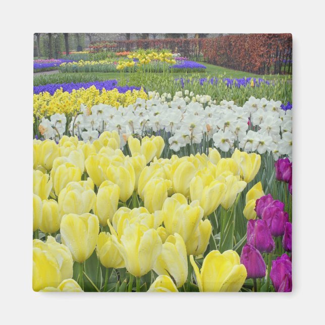 Imã Tulipas, narcisos e flores de Jacinto de Uva, (Frente)