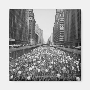 Imã Tulipas no meio da rua da cidade
