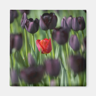 Imã Tulipas nos Jardins Keukenhof, Amsterdã,