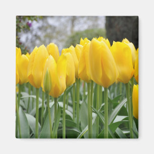 Imã Tulipas primavera amarelas
