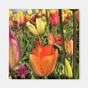 Imã Tulipas Primavera coloridas