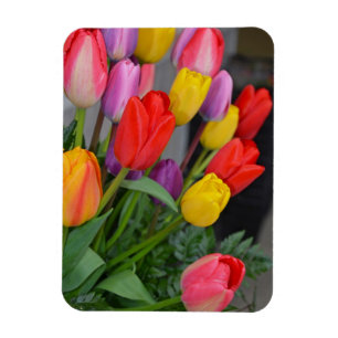 Ímã Tulipas primavera coloridas