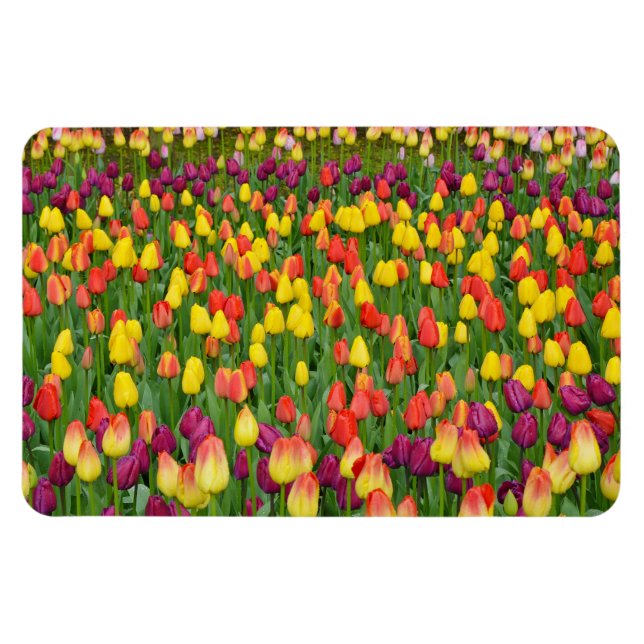 Ímã Tulipas primavera coloridas, imã impressão (Horizontal)