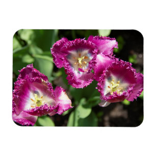 Ímã Tulipas púrpuras e brancas no jardim
