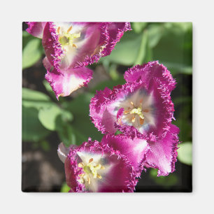 Imã Tulipas púrpuras e brancas no jardim
