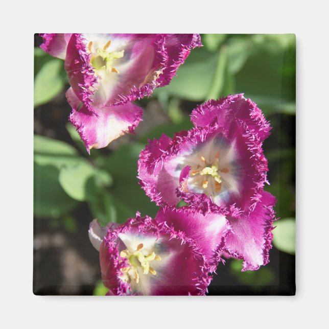 Imã Tulipas púrpuras e brancas no jardim (Frente)