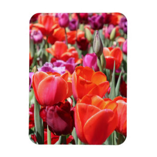 Ímã Tulipas Quentes Quentes