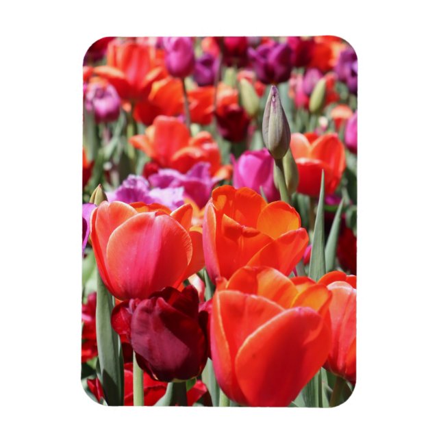 Ímã Tulipas Quentes Quentes (Vertical)