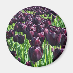 Imã Tulipas Rainha da Noite
