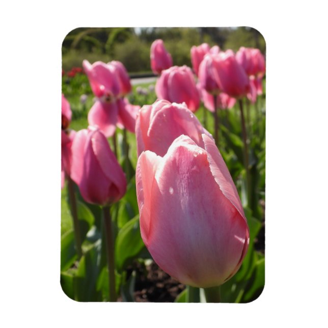 Ímã Tulipas Rosa (Vertical)