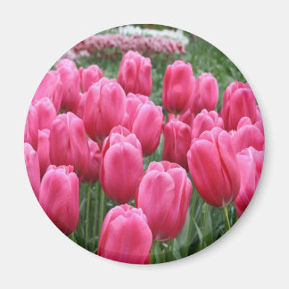 Imã Tulipas Rosa