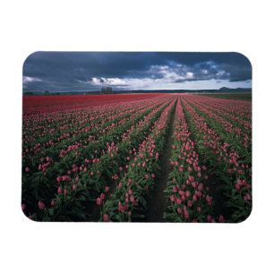 Ímã Tulipas rosa brilhante e vermelho brilham sob o es
