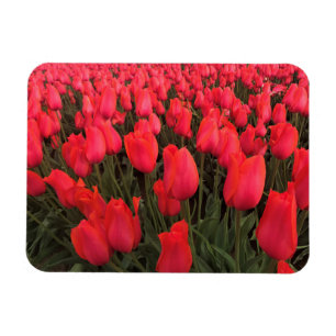 Ímã Tulipas Rosa Corais