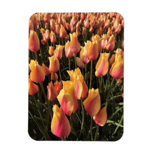 Ímã Tulipas Rosa e Amarelo Bonitas